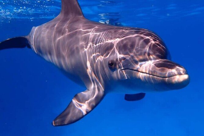 Tour and Swimming at the Dolphin House in Hurghada - The Experience in Perspective