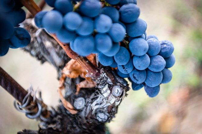 tour-and-tasting-at-an-organic-winery-in-the-heart-of-chianti-classico-area