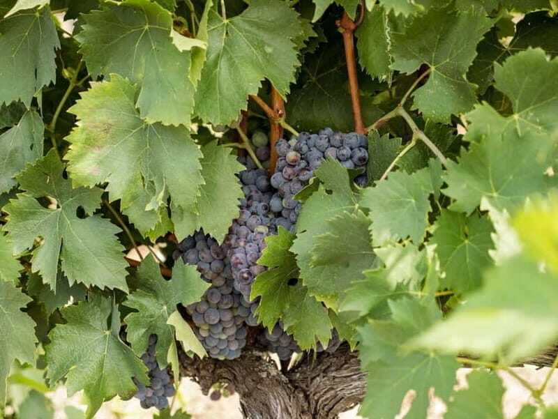 Tour and tasting at Casalbosco estate - Why This Experience Stands Out