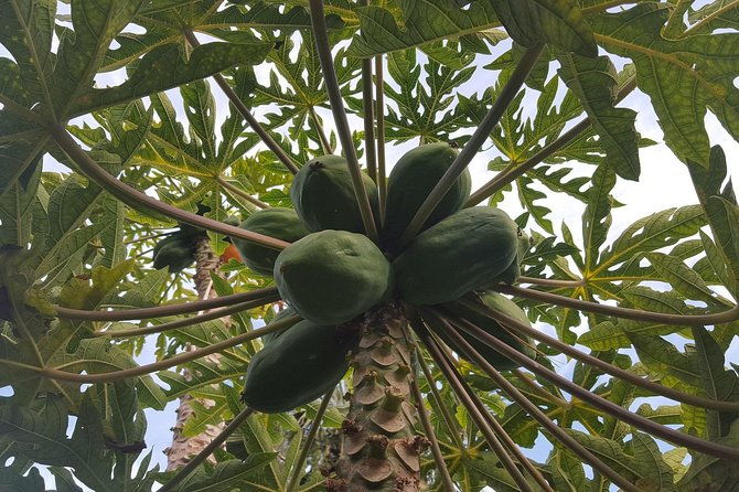 tour-around-the-island-private-vip-tour-in-tenerife-2