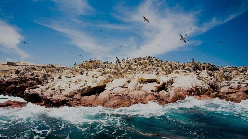 tour-ballestas-islands-and-the-paracas-national-reserve