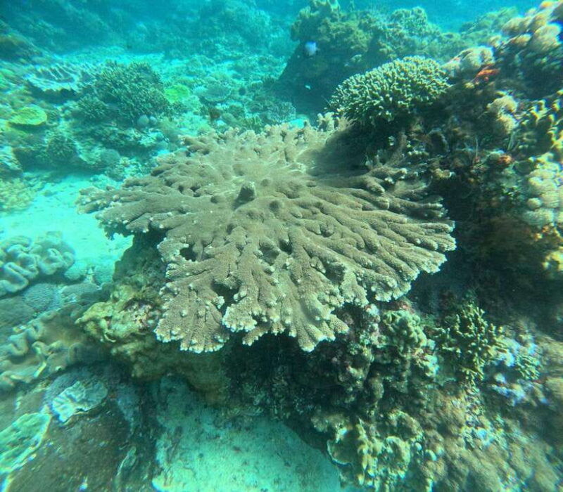 tour-broken-beach-angel-billabong-snorkeling-four-spot