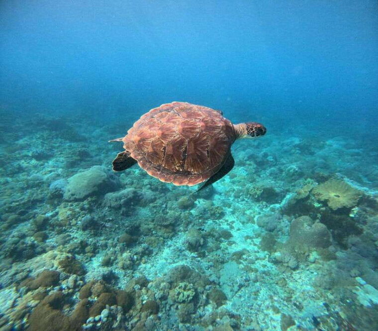 tour-broken-beach-angel-billabong-snorkeling-four-spot