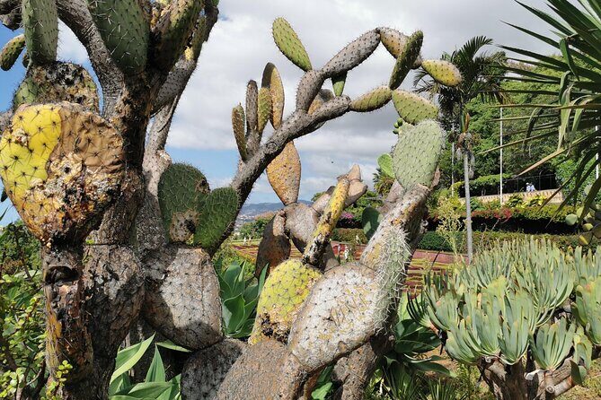 Tour Cable Car Toboggan Tropical Garden and Skywalk - Final Thoughts