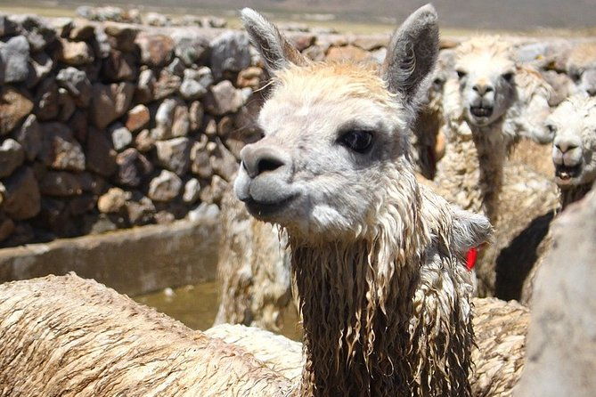 tour-colca-canyon-and-valley-of-the-volcanoes-3days
