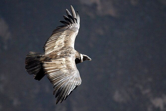 tour-colca-canyon-and-valley-of-the-volcanoes-3days