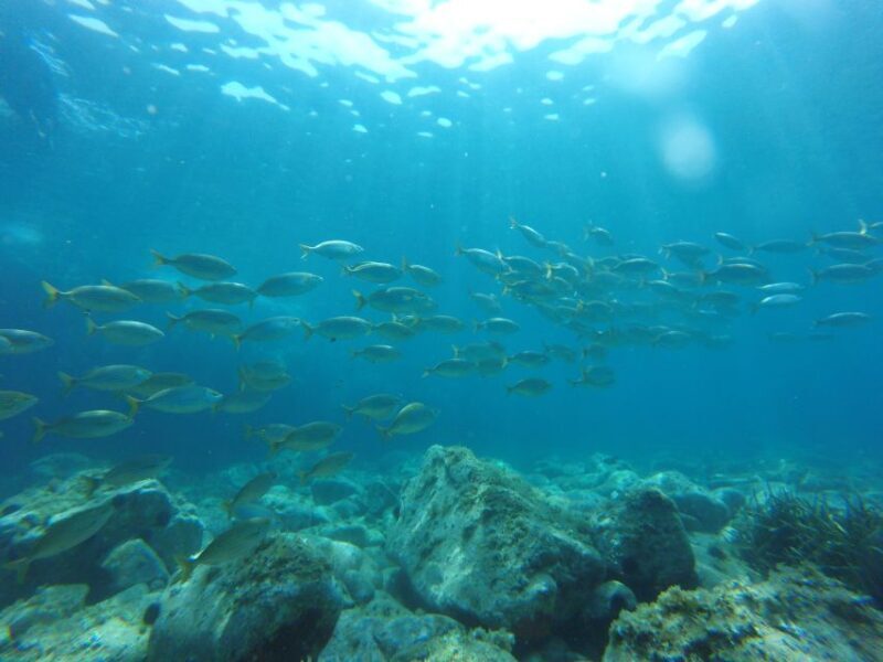 Tour Costa Brava: Coastal Trails, Snorkel, Cliff-Jump & Meal - Key Points