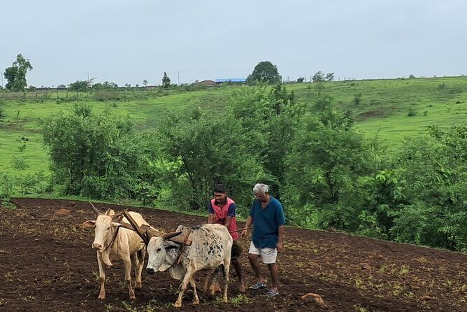 Tour De Small Town Maharashtra Nature Trekking and Star Gazing - Who Will Love This Tour?