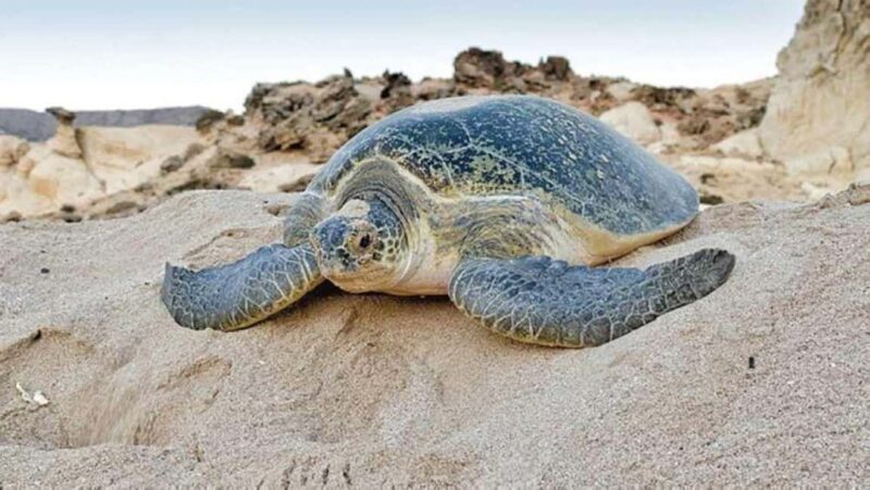 Tour Fatimah-2 Day 1 Night in Ras Al Hadd,Oman Tours Package - An In-Depth Look at the Tour