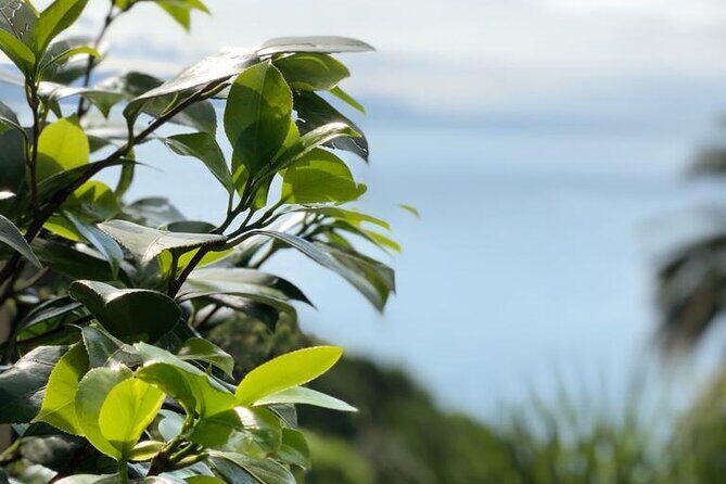 Tour from Genoa to Portofino,Santa Margherita and Camogli - Analyzing the Itinerary: What You Can Expect