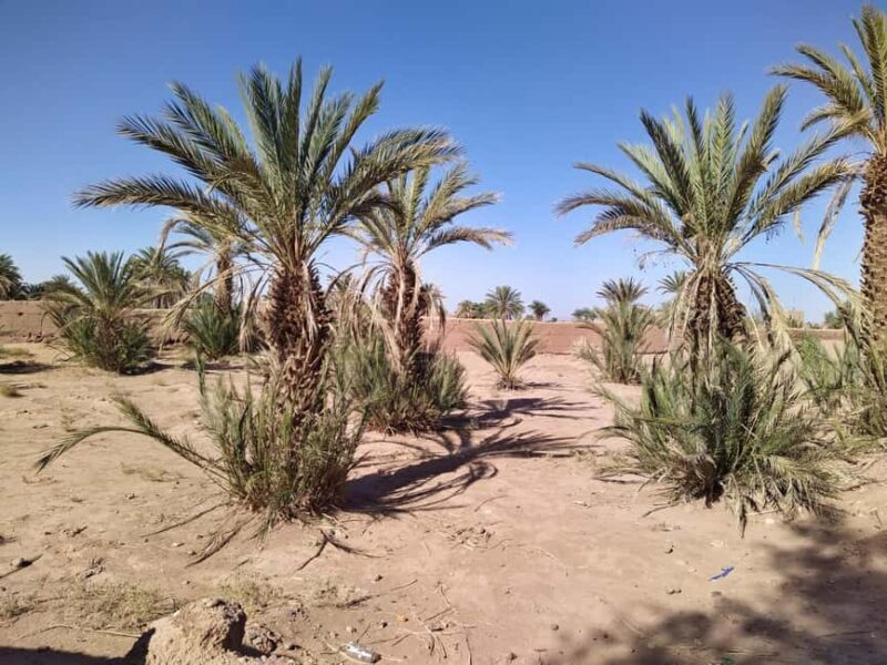 Tour from M'hamid to Erg Zahar & Erg Chegaga by 4x4 - 4-day - Authentic Experiences and Honest Insights