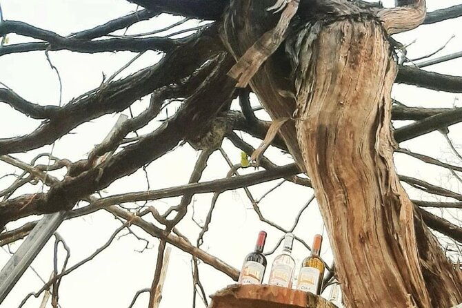 tour-from-napoli-to-pompei-ercolano-luxury-tour-secret-vineyard