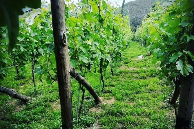 tour-from-napoli-to-pompei-ercolano-luxury-tour-secret-vineyard