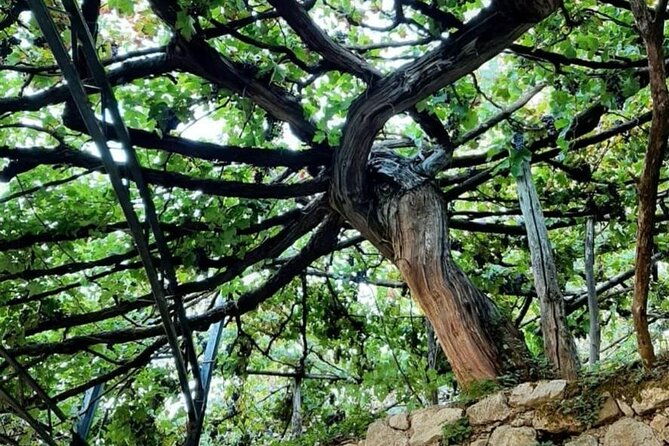 tour-from-napoli-to-pompei-ercolano-luxury-tour-secret-vineyard