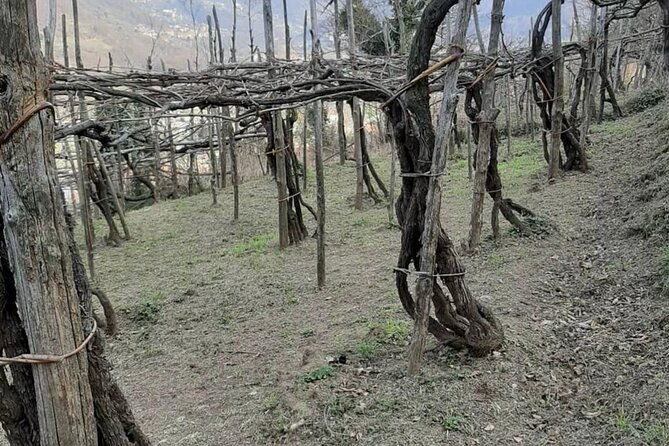 tour-from-napoli-to-pompei-ercolano-luxury-tour-secret-vineyard