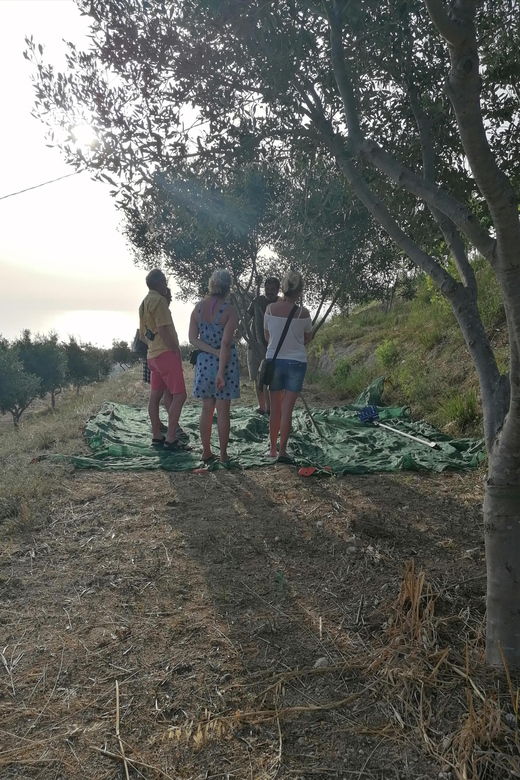 tour-from-the-earth-to-the-oil-with-sunset-tasting