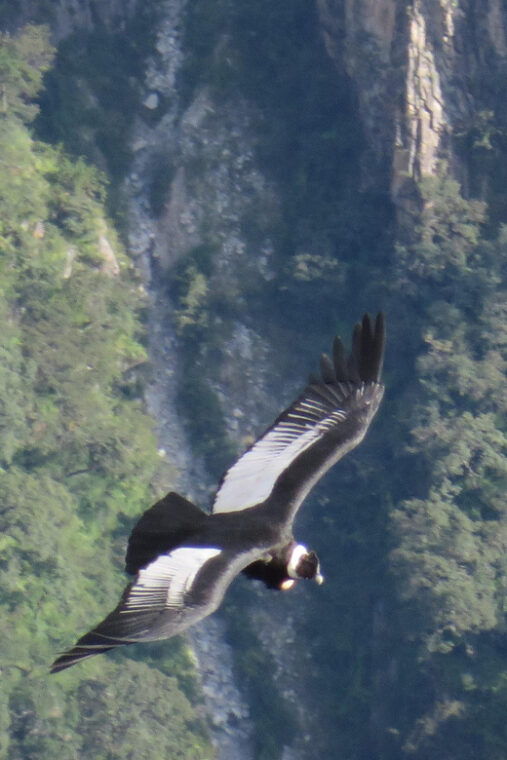 tour-fullday-colca-canyon-with-breakfast-and-typical-lunch