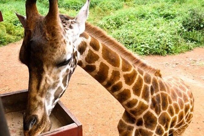 Tour Giraffe Center,Karen blixen and lunch carnivore restaurant - Key Points  
