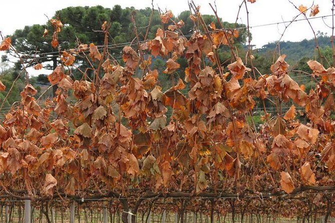 tour-gran-reserva-valley-of-the-vineyards