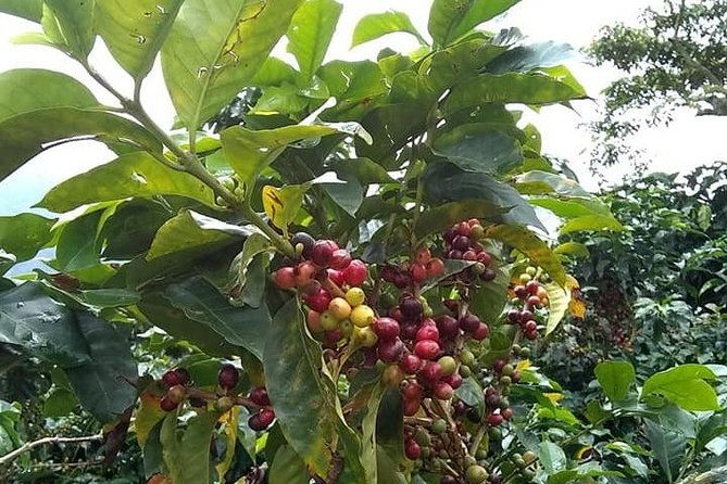 tour-guatape-and-coffee
