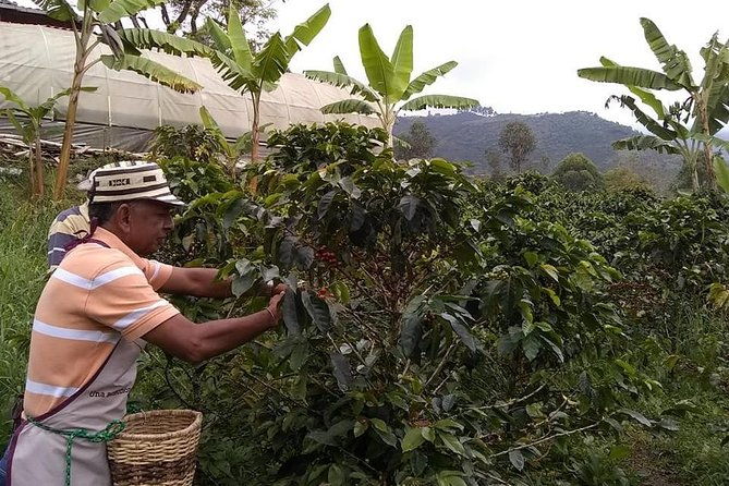 tour-guatape-and-coffee