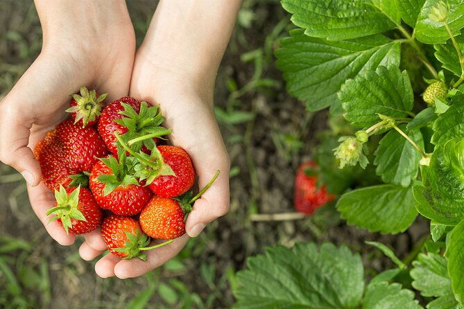 tour-in-pisac-and-ollantaytambo-with-visit-to-a-farm-and-andean-gourmet-food