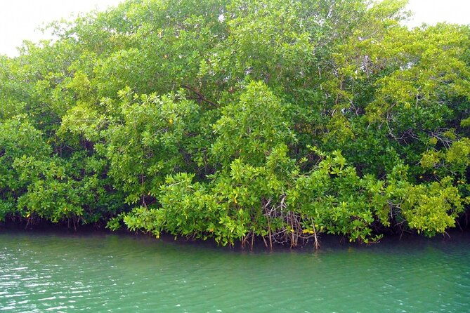 tour-in-pontoon-to-the-aquarium-bahia-palito-mangroves-rocky-cay