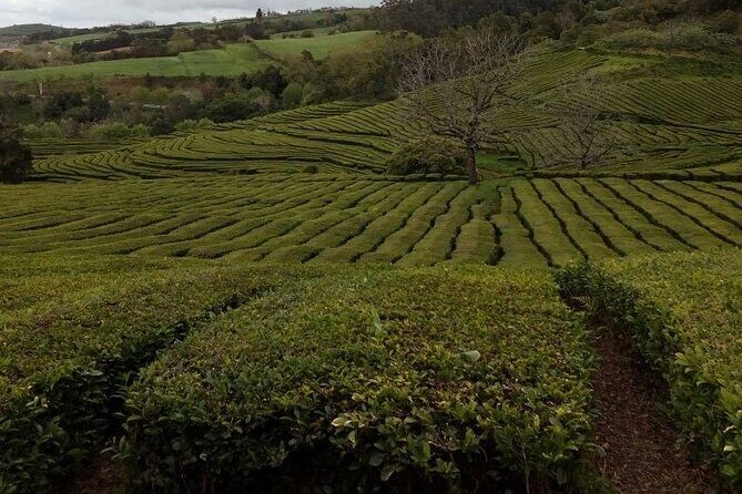 Tour in Sao Miguel with Snack - Analyzing the Value