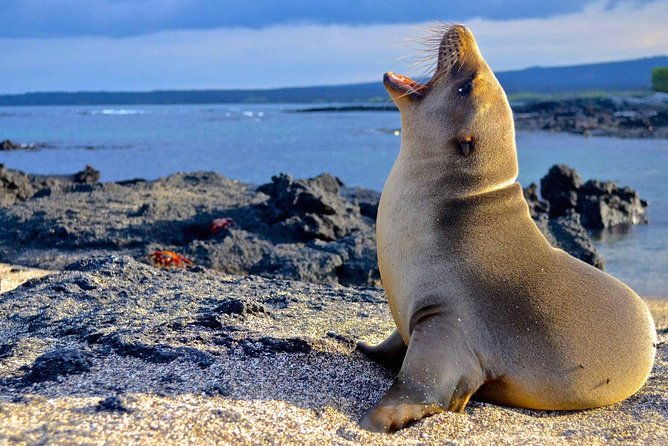 tour-lobos-island-from-san-cristobal