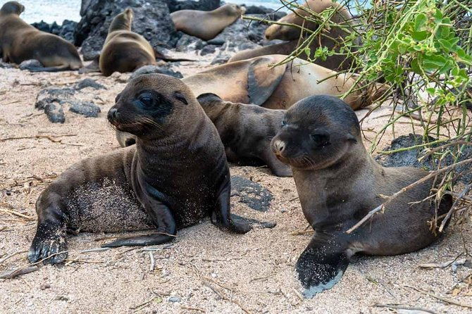 tour-lobos-island-from-san-cristobal