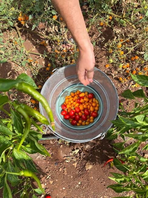 Tour of Apulian farms and local producers - What to Expect on the Apulian Farm Tour