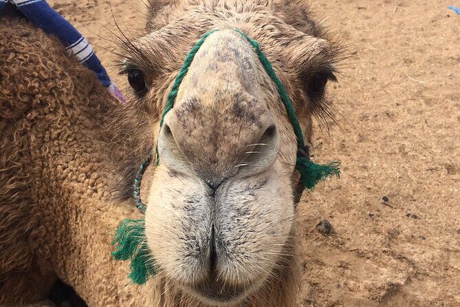 Tour of Tangier 1-2 people with camel ride - Walking Tour of the Medina and Casbah