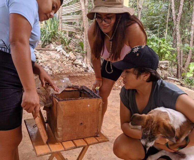 tour-of-the-4-bacabes-experience-with-melipona-bees