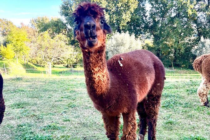 tour-of-the-alpacas-and-the-pigs-of-cinta-senese-in-montepulciano