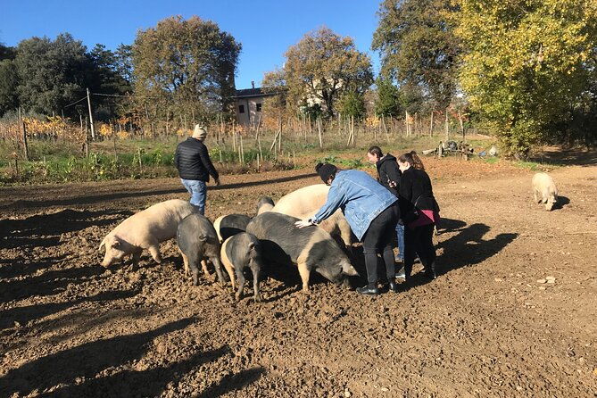tour-of-the-alpacas-and-the-pigs-of-cinta-senese-in-montepulciano