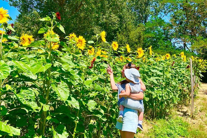 tour-of-the-alpacas-and-the-pigs-of-cinta-senese-in-montepulciano