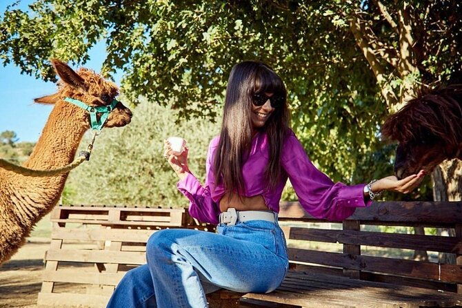 tour-of-the-alpacas-and-the-pigs-of-cinta-senese-in-montepulciano