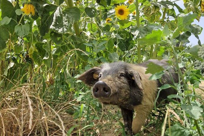 tour-of-the-alpacas-and-the-pigs-of-cinta-senese-in-montepulciano