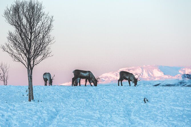 tour-of-the-authentic-fjords-of-kvaloya-to-sommaroy