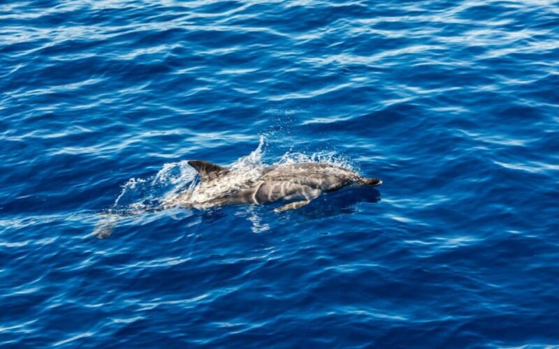 tour-of-the-island-of-ortigia-blue-grotto-dolphin-watching