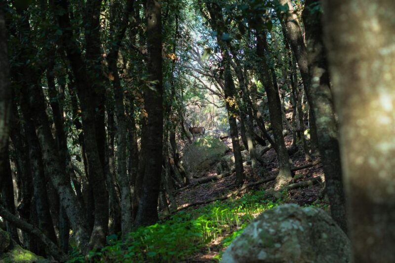 tour-of-the-island-of-zannone-lasting-6-hours