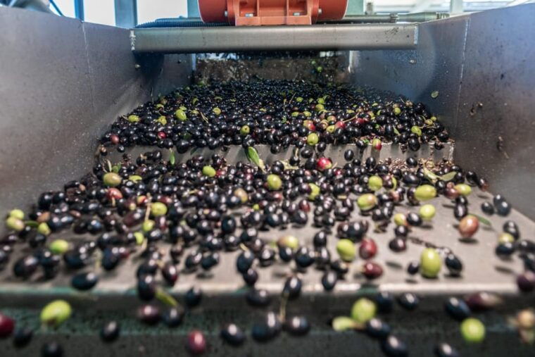 tour-of-the-perniola-oil-mill-with-tasting-of-evo-oil
