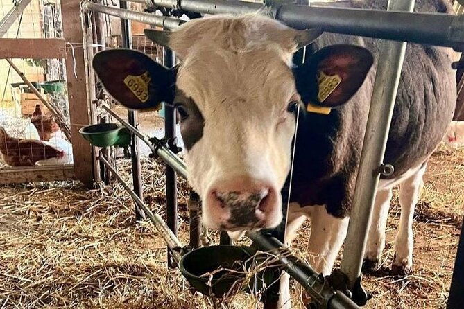 tour-of-the-sorrento-hills-with-cooking-lessons