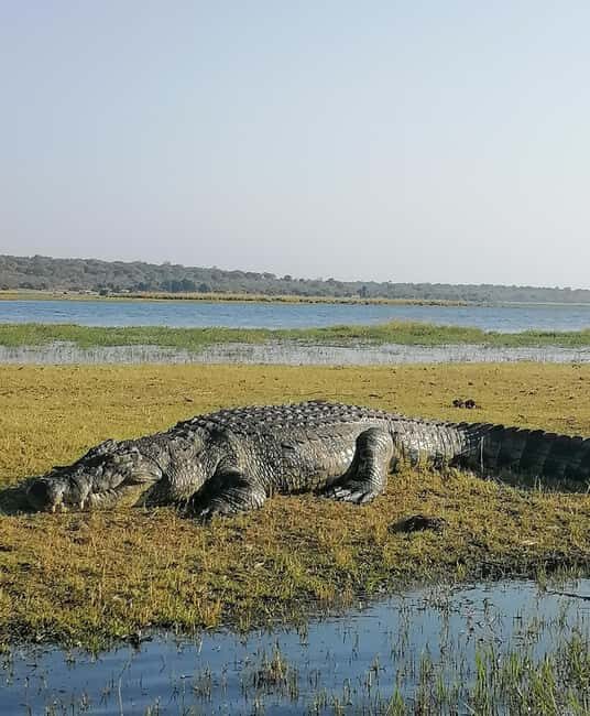 Tour Operator, River Cruises and Safari drives in the Chobe - Is the Tour Worth the Price?
