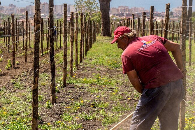 tour-pompeii-ruins-and-winery-lunch-included
