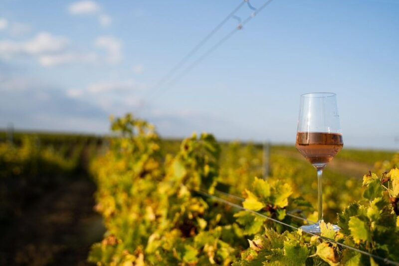 tour-porto-douro-valley-the-richness-of-wine-all-includ