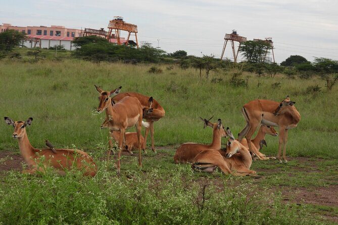 Tour Safari; Nairobi National Park - The Itinerary Explained
