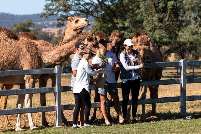 Tour, Taste & Camel Encounter - Practical Details and What to Expect