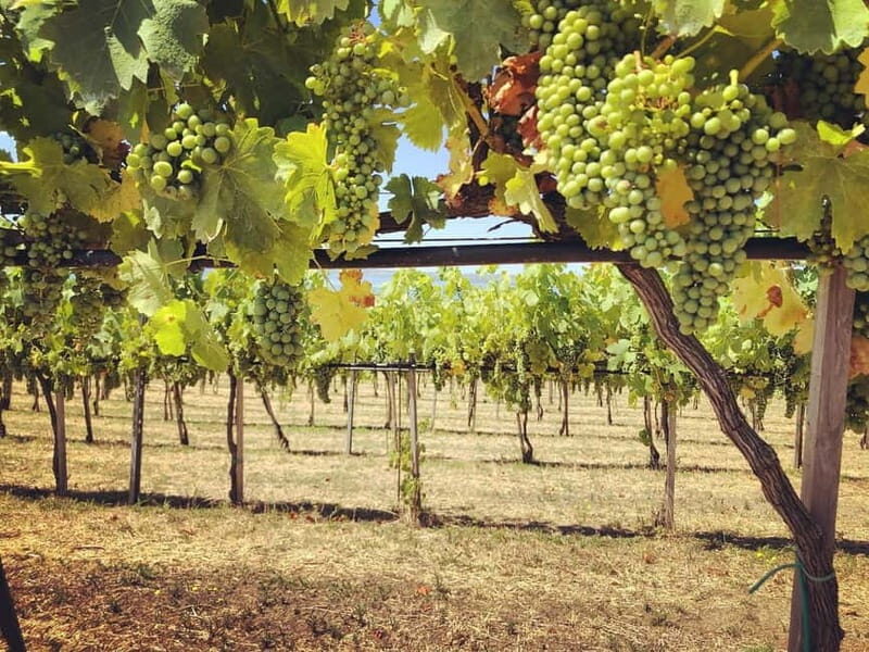 Tour & Tasting at Cantine Capitani - Final Thoughts