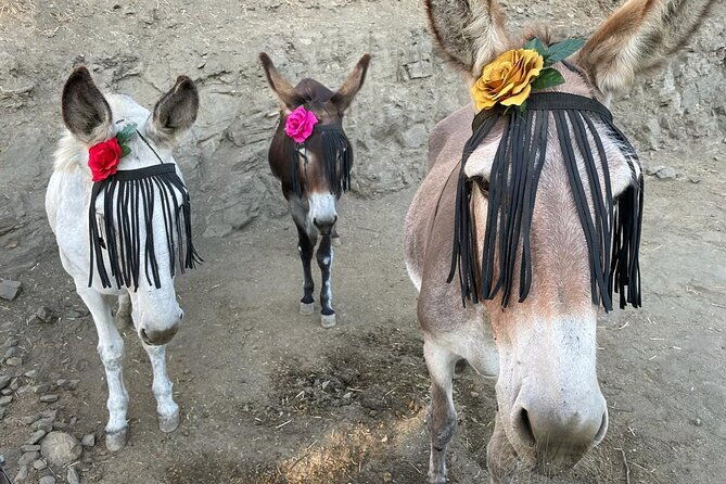 tour-the-sanctuary-and-walk-with-the-donkeys-and-share-their-love-2